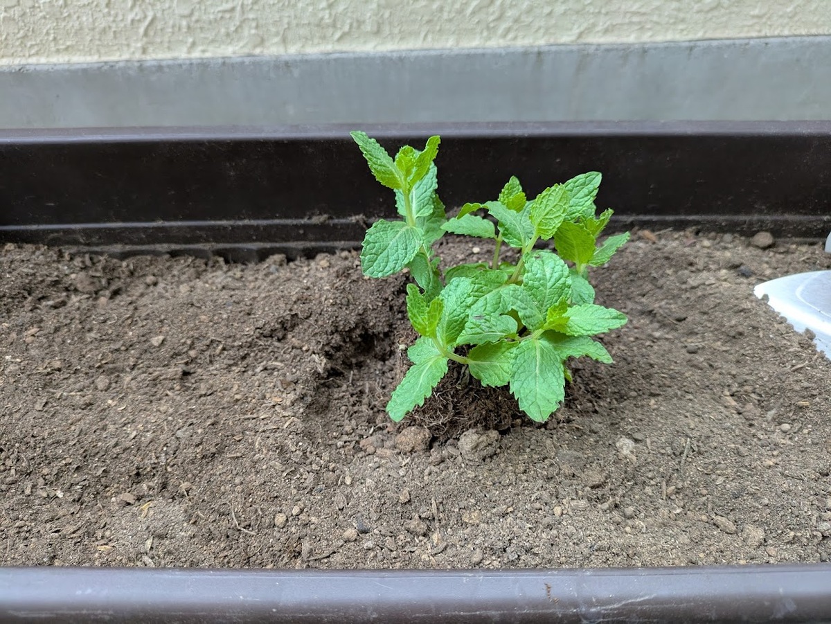 苗の位置を調整