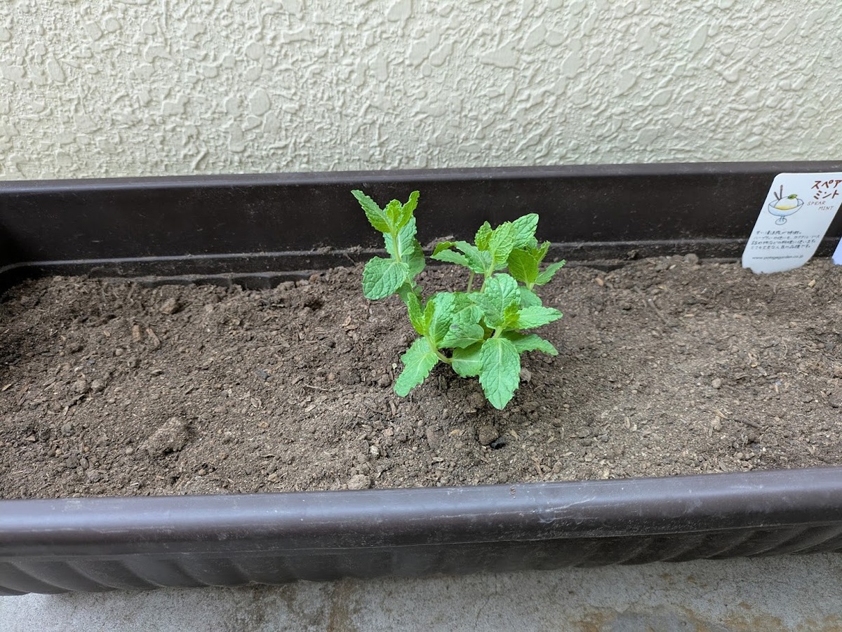 苗と土が密着するように軽く押さえる