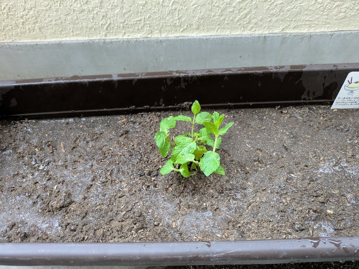 たっぷりと水を与えます