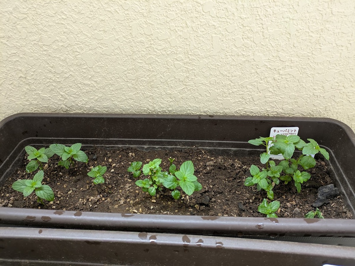 46日後のイエルバブエナ