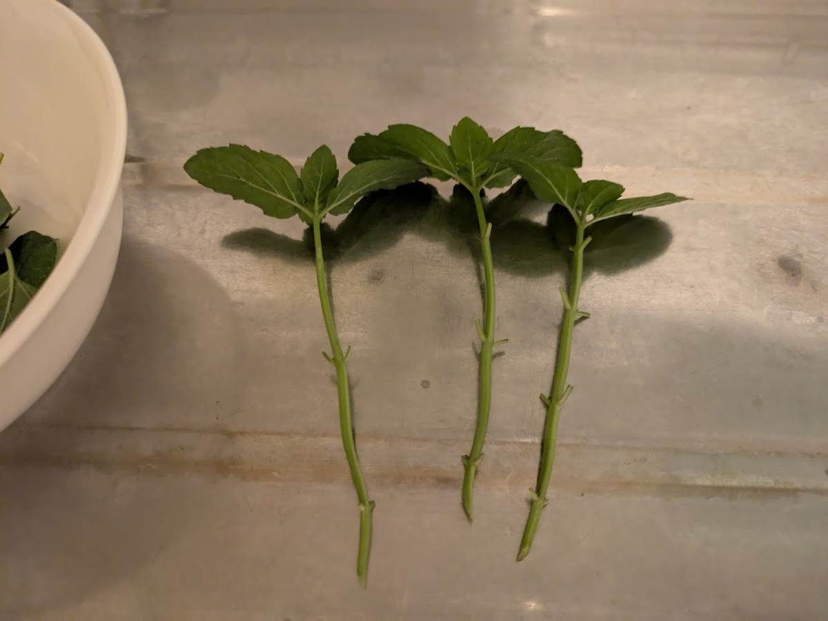 挿し穂の下葉は取り除く