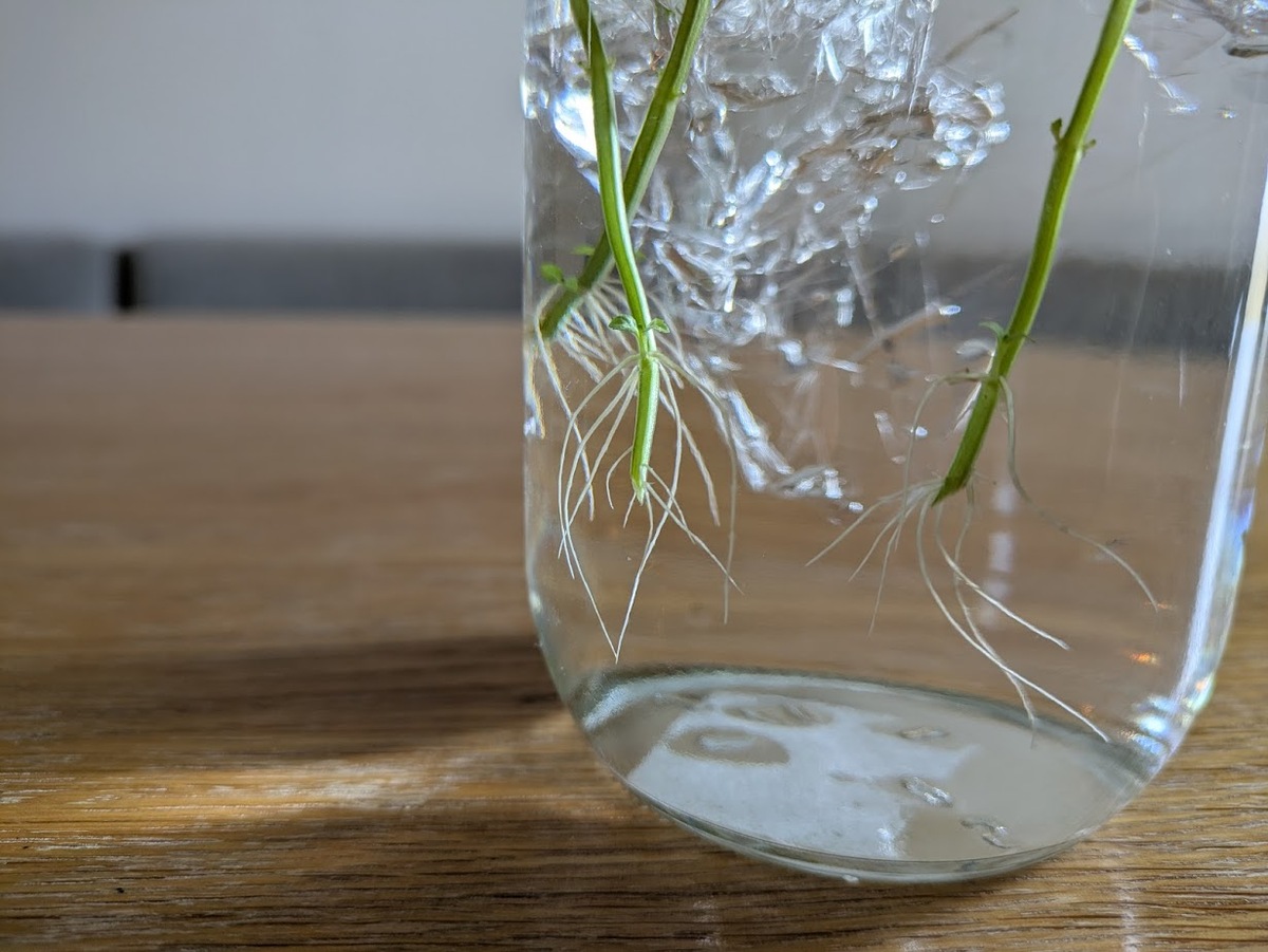 根が2〜3cmになった
