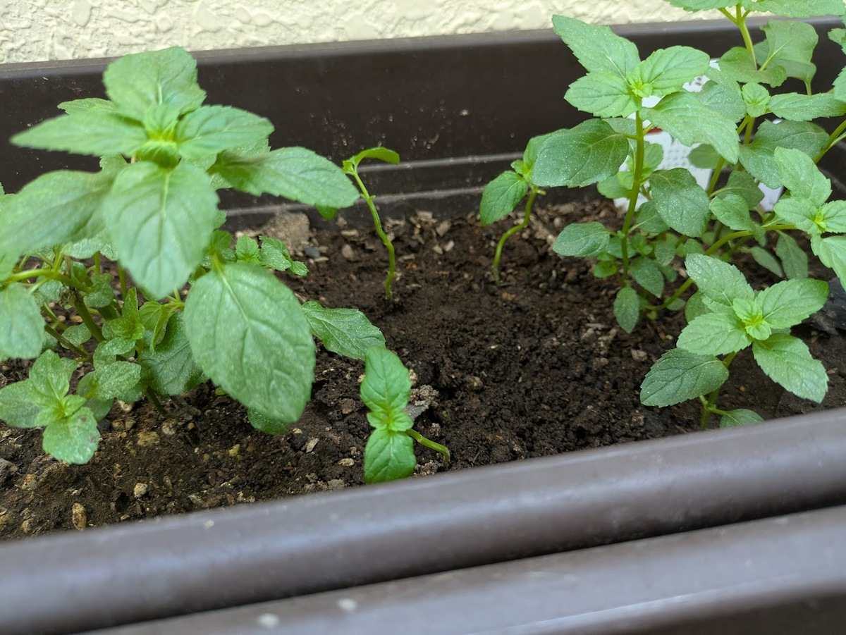 根が2〜3cmほど伸びたら、土に植え替えます。
