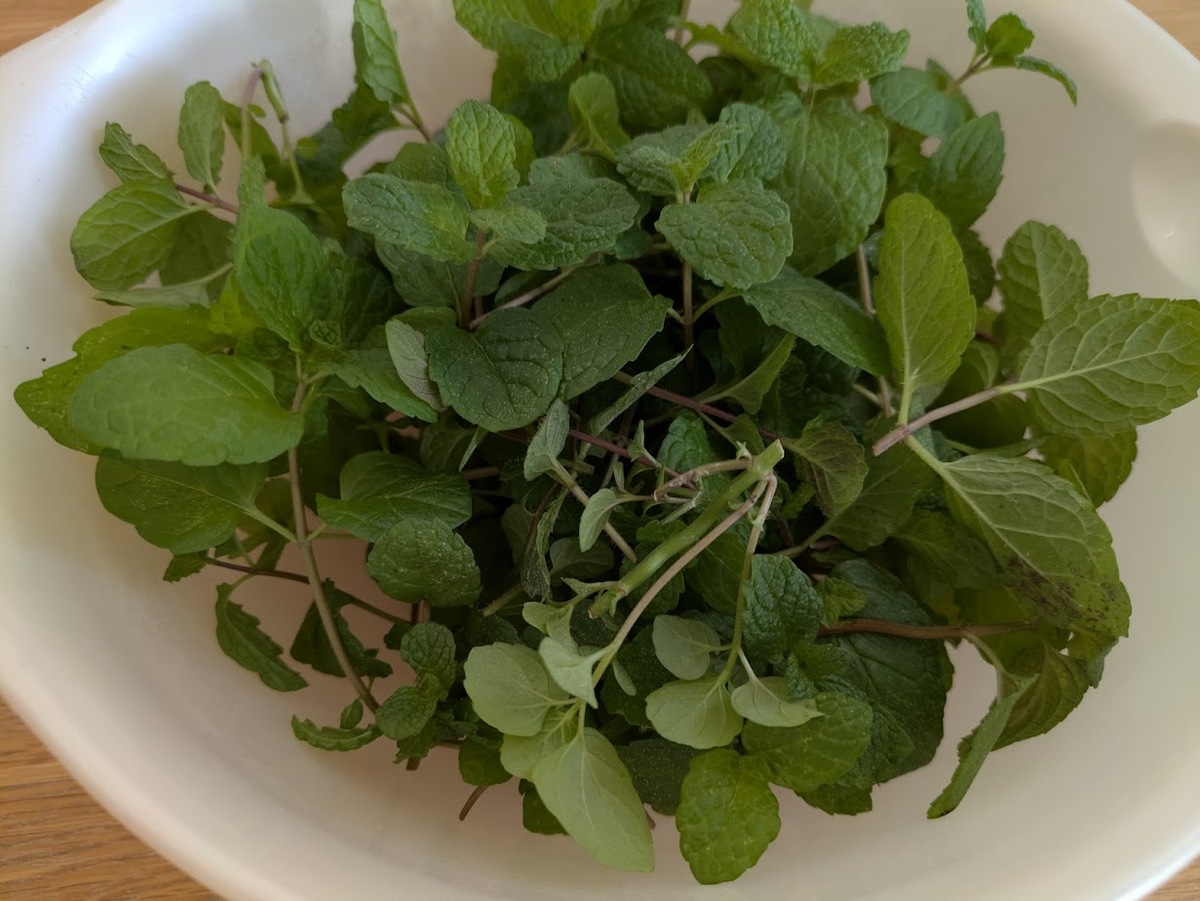 ミントを収穫する