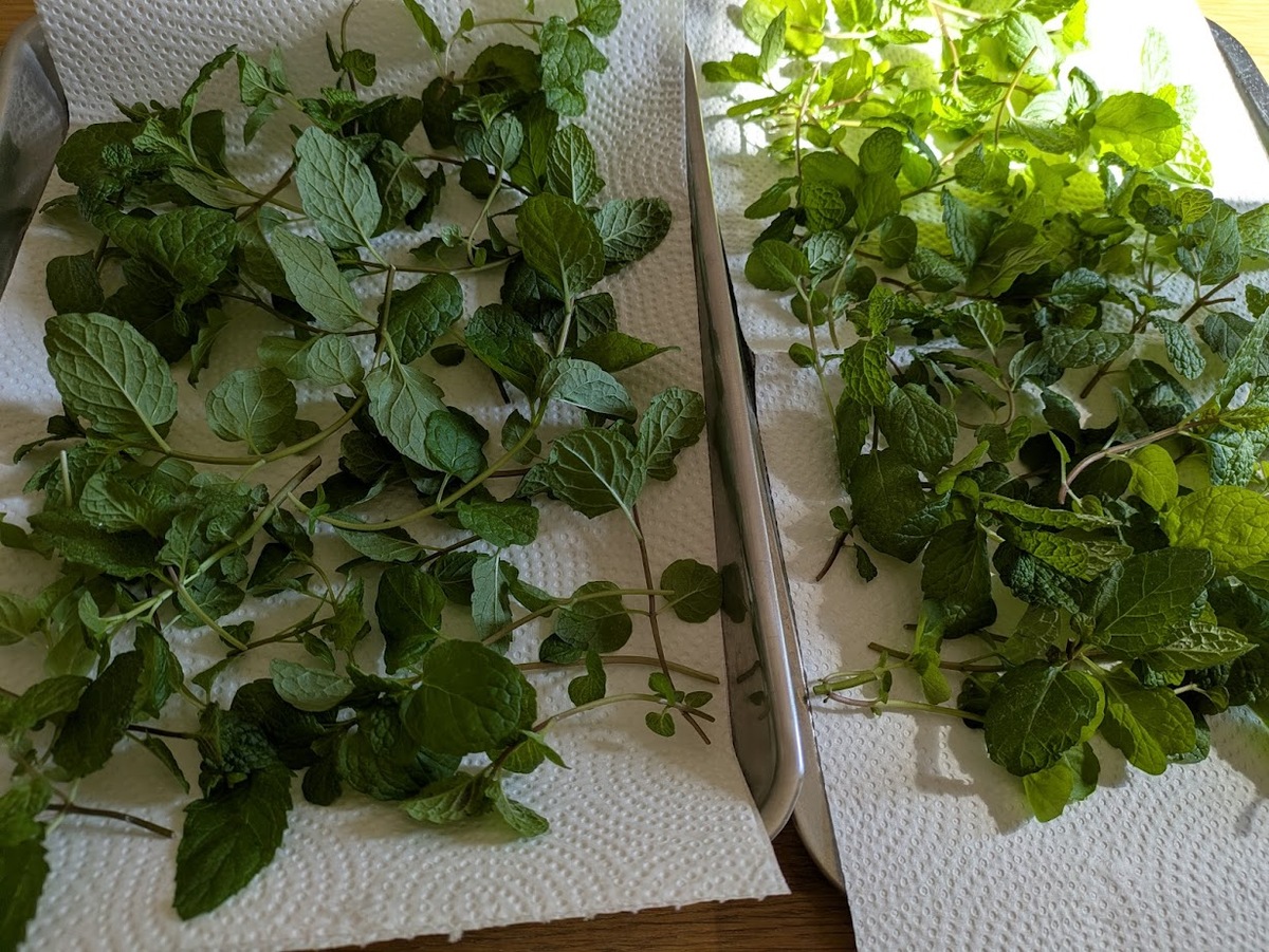 葉が重ならないよう広げる