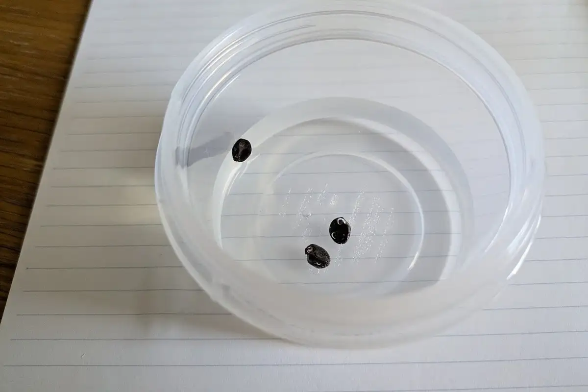 アサガオの種、水に浮いても大丈夫？