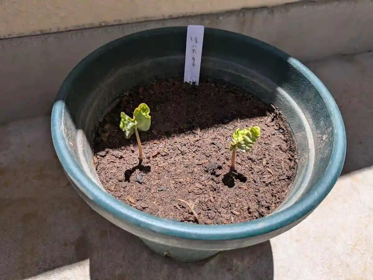 2つの種から芽が出る