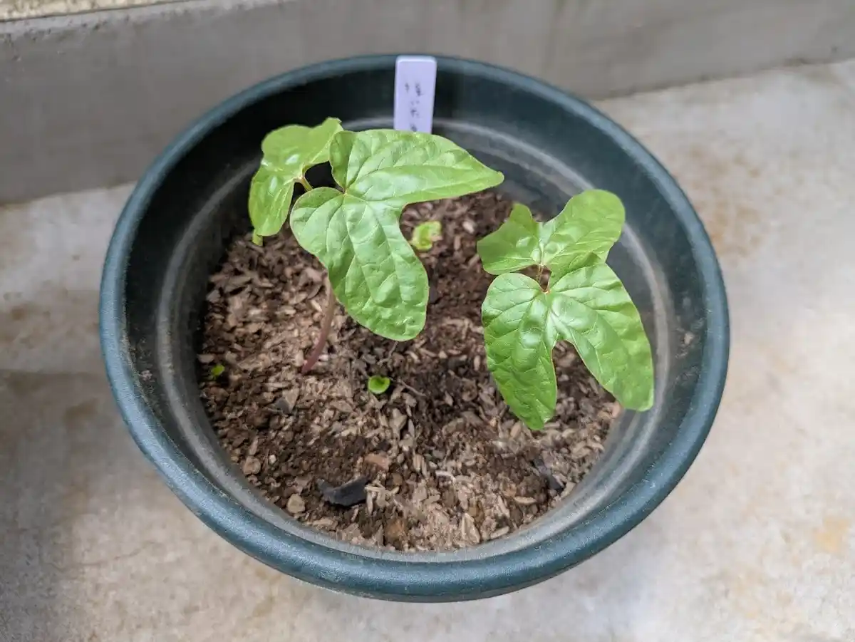 浮いていた種からも芽が出た