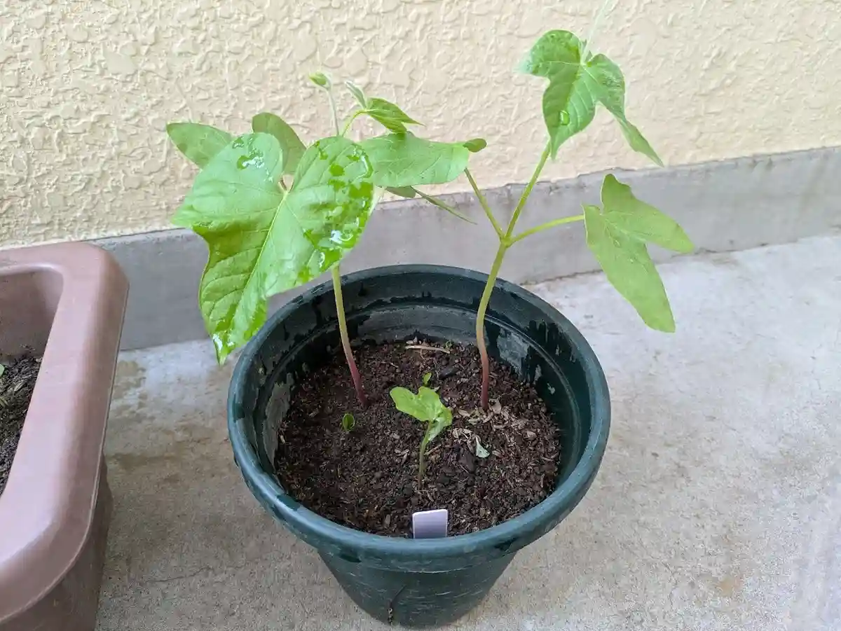 浮いた種から出た双葉は小さいまま