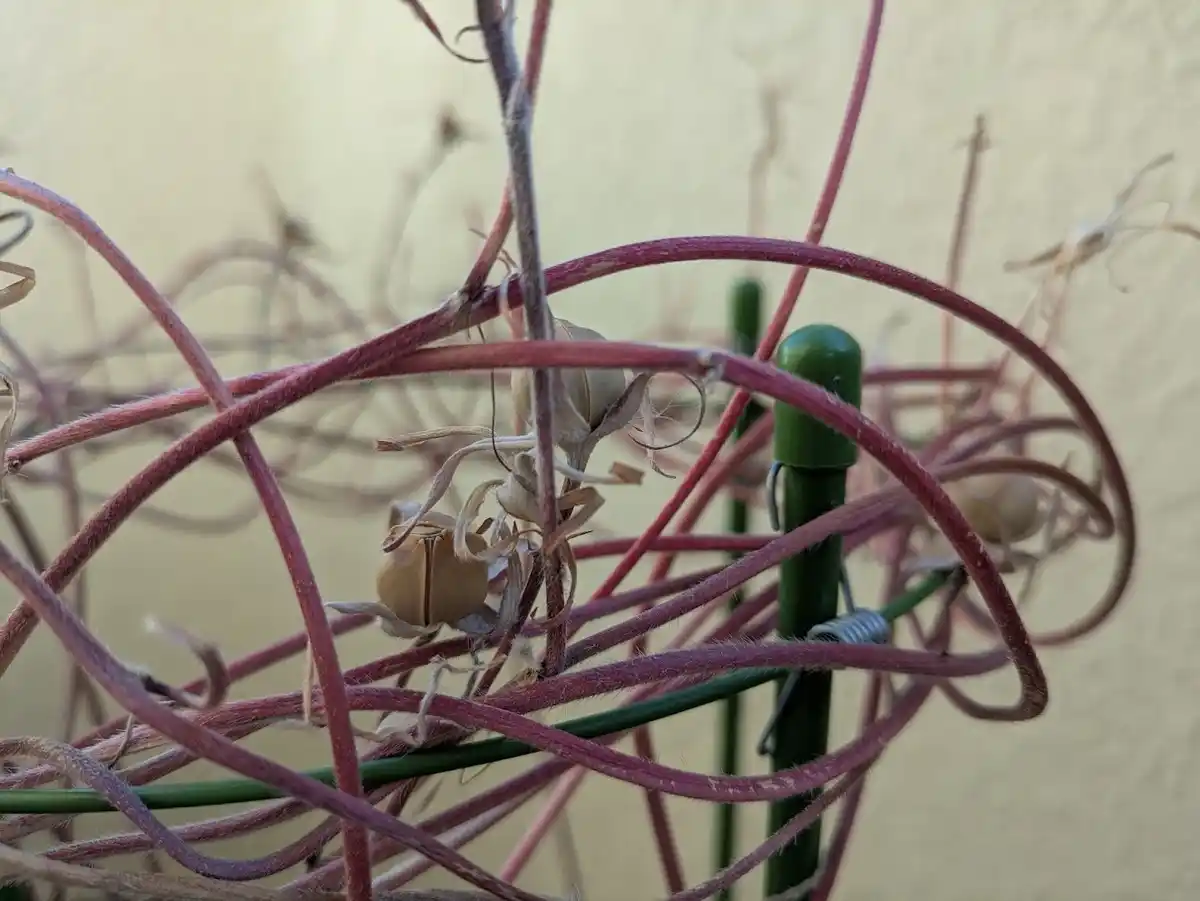 枯れてカラカラの状態のさや